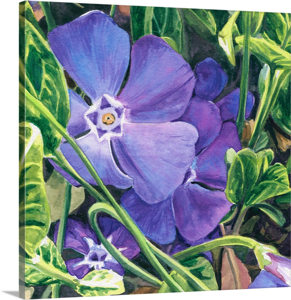 Square watercolor painting of a purple Phlox.