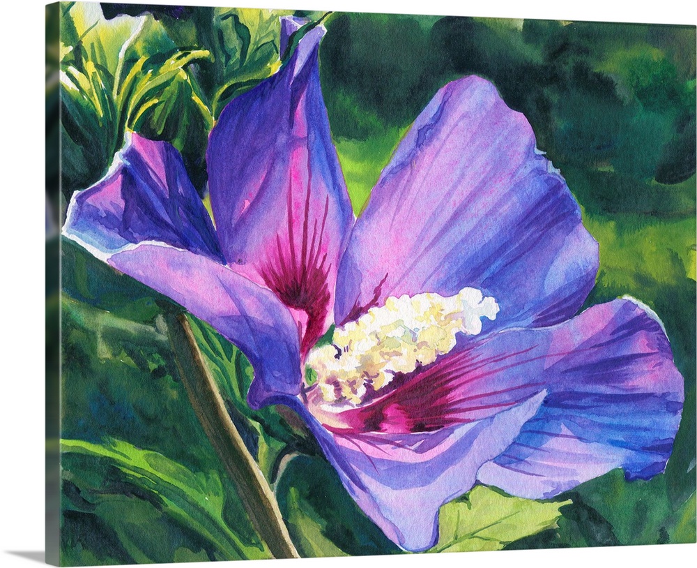 Horizontal watercolor painting of a Rose of Sharon.