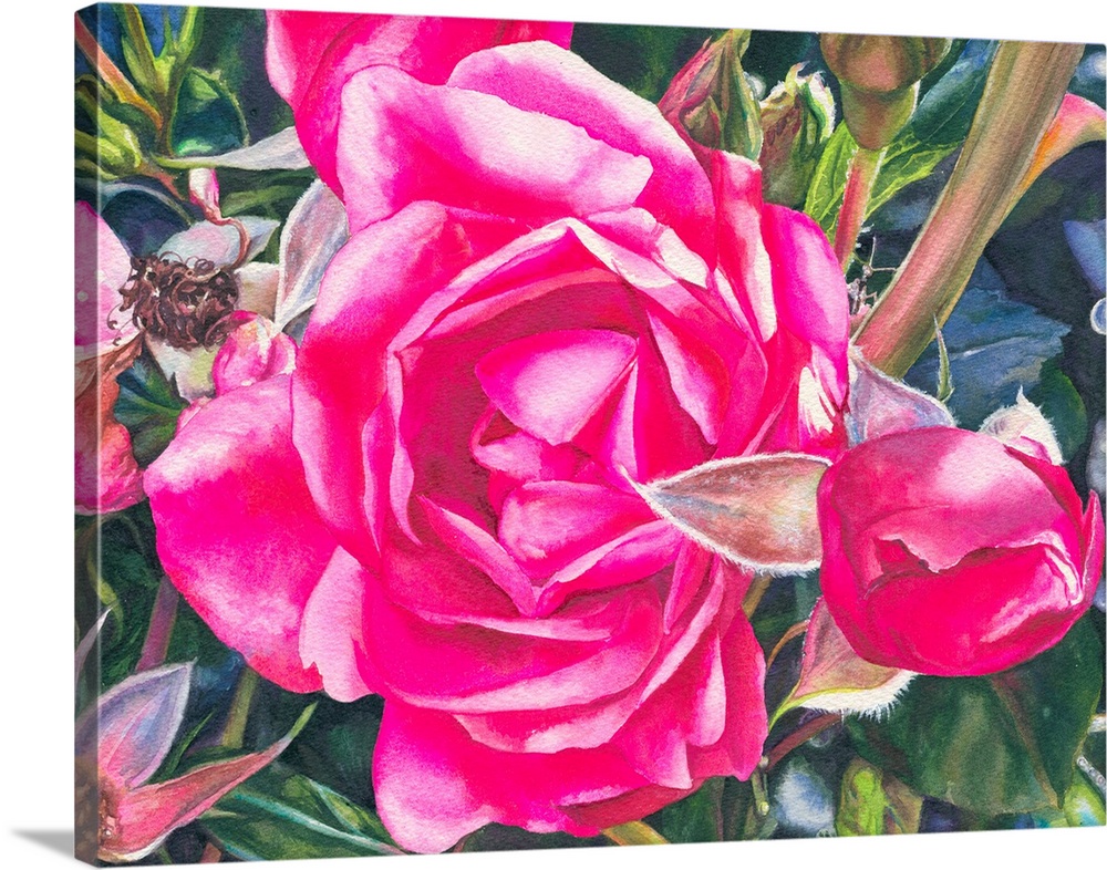 Watercolor painting of a vibrant pink rose on a bush.