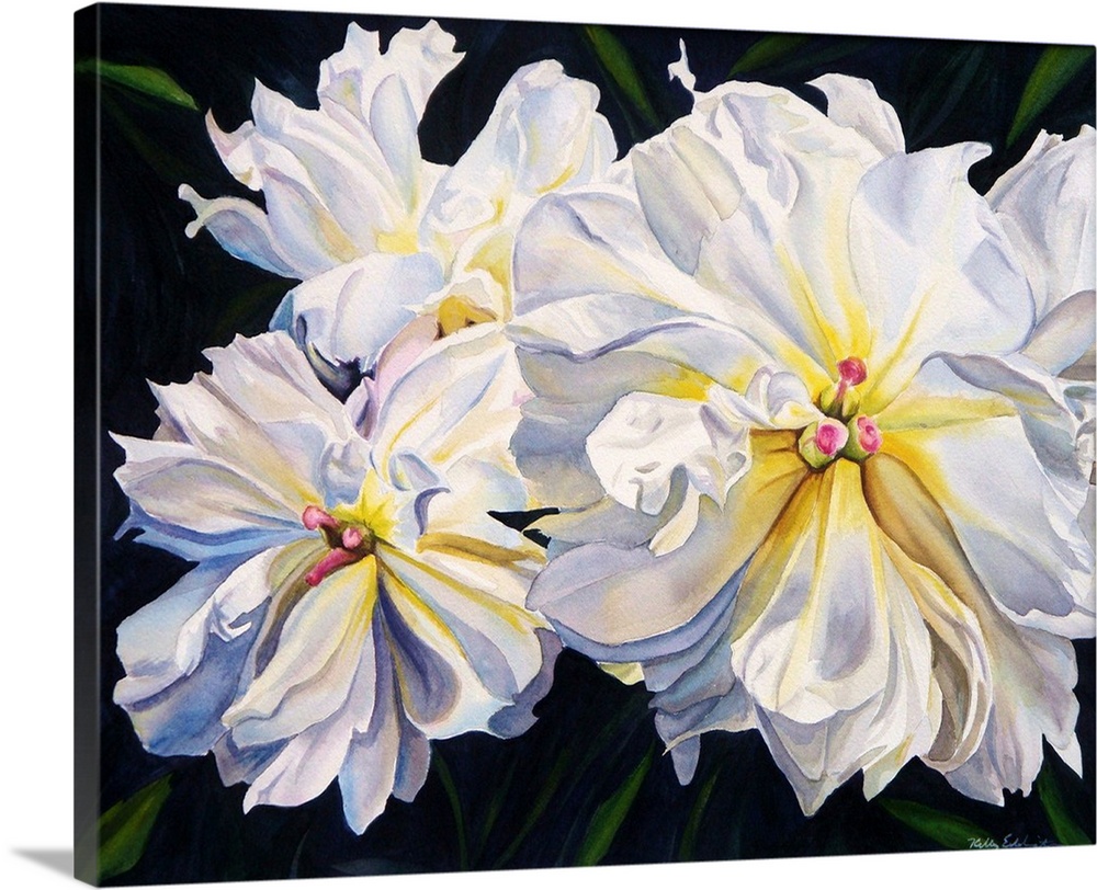 Horizontal contemporary watercolor painting of white peonies in bloom.