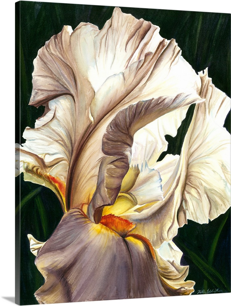 A contemporary watercolor of the fine details of a white iris with yellow accents.