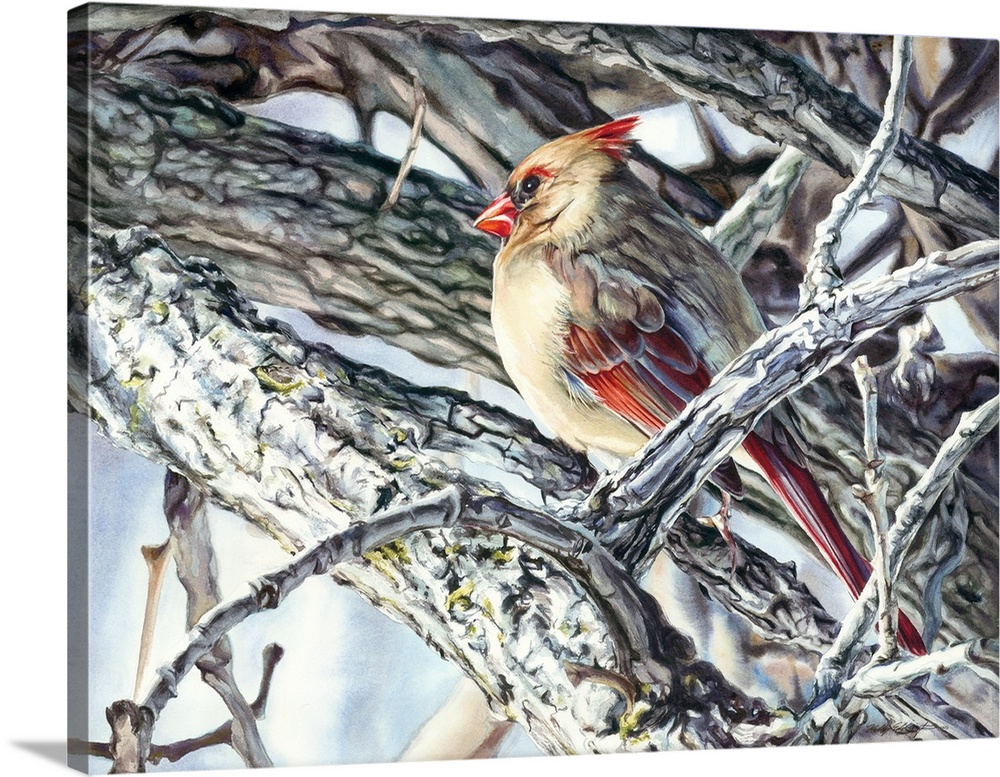 Watercolor painting of a female cardinal in winter on a tree.