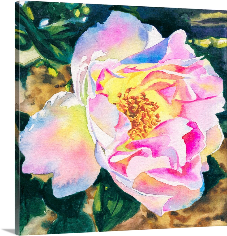 Square watercolor painting of a White Rose with pink accents.