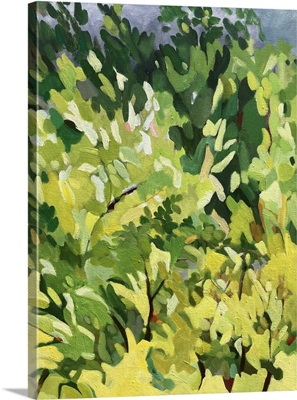 Shrubbery In The Sun