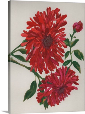 Two Red Zinnias