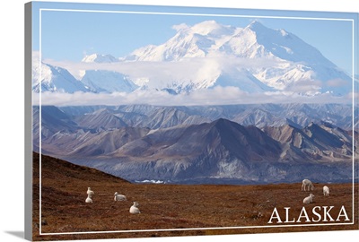 Alaska, Mt. McKinley and Goats