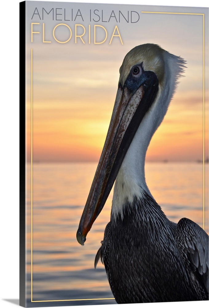 Amelia Island, Florida, Pelican