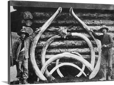 Ancient bones of Mastodons, Alaska