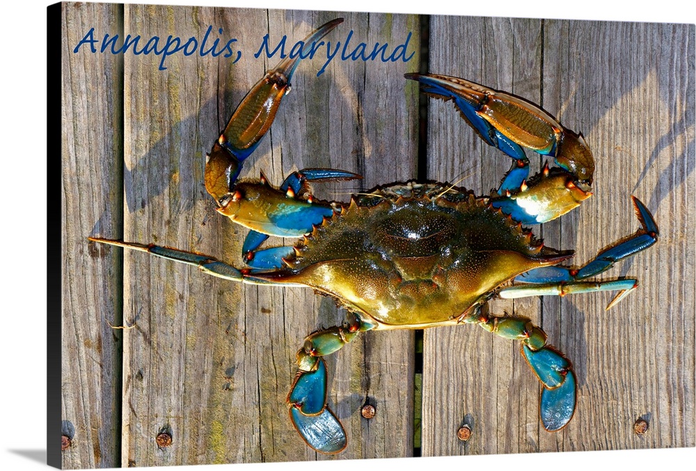 Annapolis, Maryland, Blue Crab on Dock