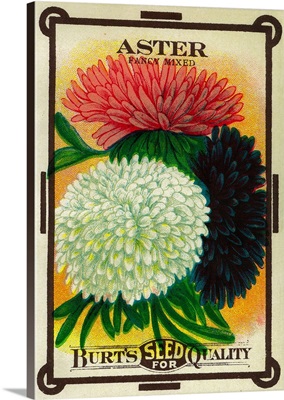 Aster Seed Packet