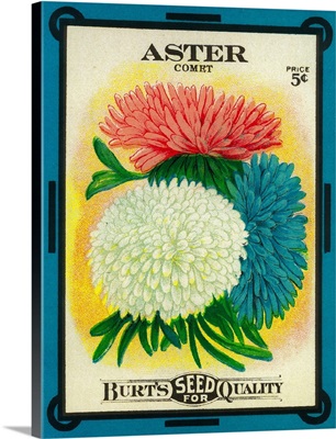 Aster Seed Packet