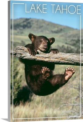 Bear Cub on Branch, Lake Tahoe, California
