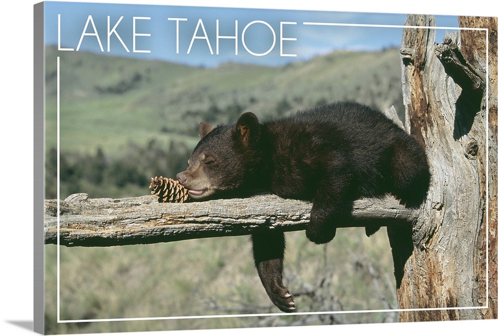 Bear Cub with Pinecone, Lake Tahoe, California