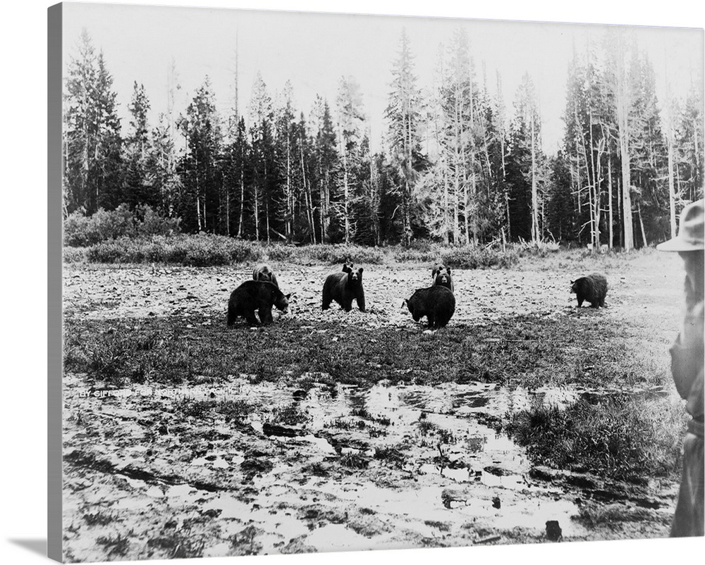 Bears near the Lake Hotel at Yellowstone National Park, Yellowstone, WY
