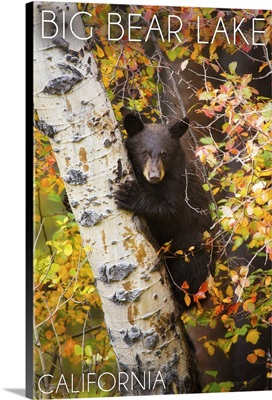 Big Bear Lake, California, Bear in Birch Tree