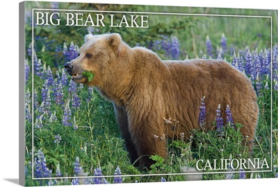 Big Bear Lake, California - Grizzly Bear and Wildflowers