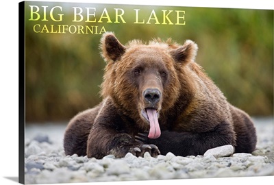 Big Bear Lake, California, Grizzly Bear with Tongue