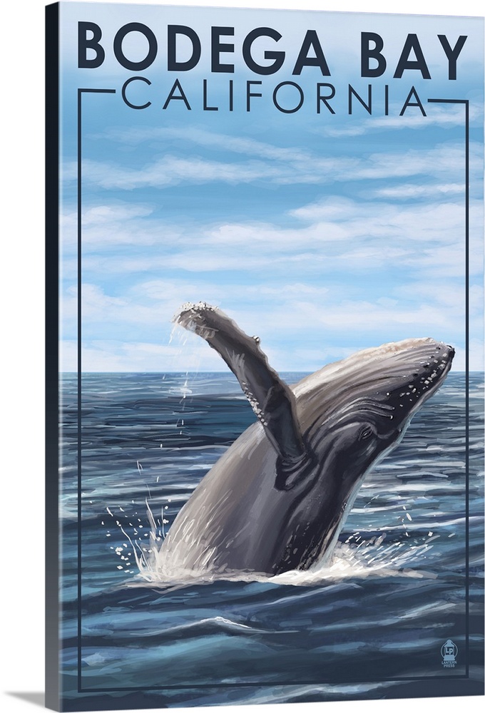 Bodega Bay, California, Humpback Whale