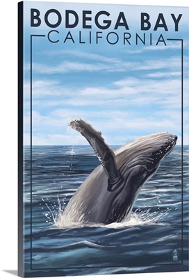 Bodega Bay, California, Humpback Whale