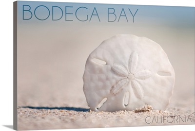 Bodega Bay, California, Sand Dollar and Beach