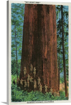 Boy Scout Tree on Redwood Highway, Redwoods, CA
