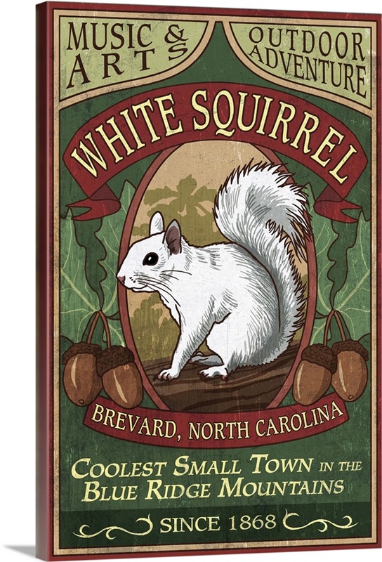 Brevard, North Carolina - White Squirrel Vintage Sign: Retro Travel