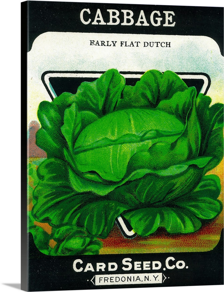 A vintage label from a seed packet for cabbage.