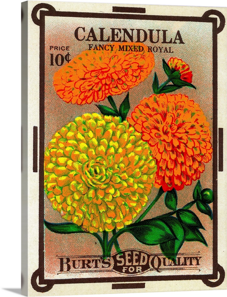 A vintage label from a seed packet for calendulas.