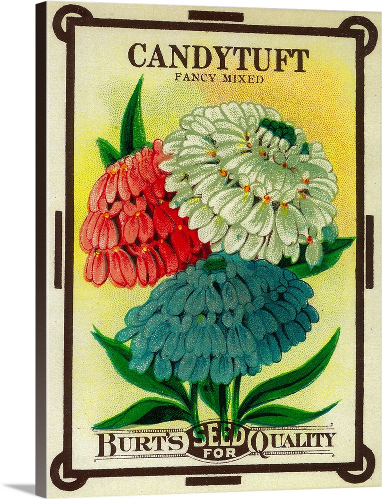 A vintage label from a seed packet for Candytuft.