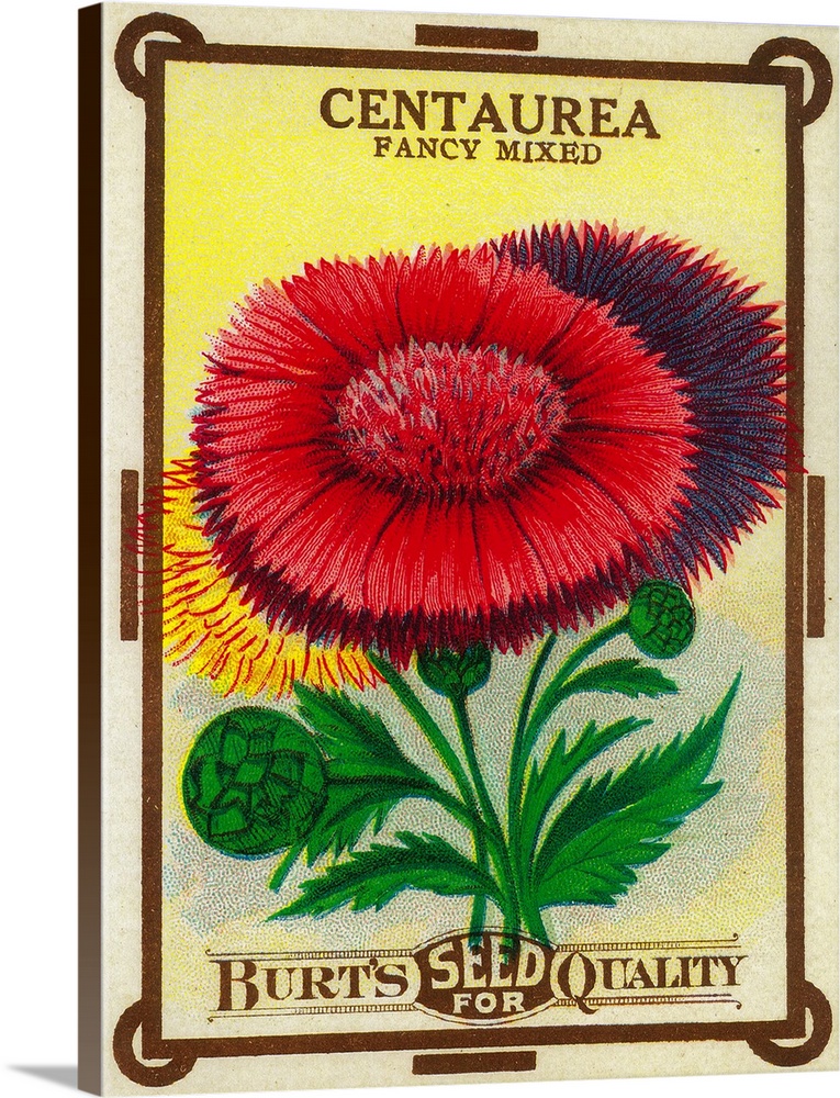 A vintage label from a seed packet for knapweeds.