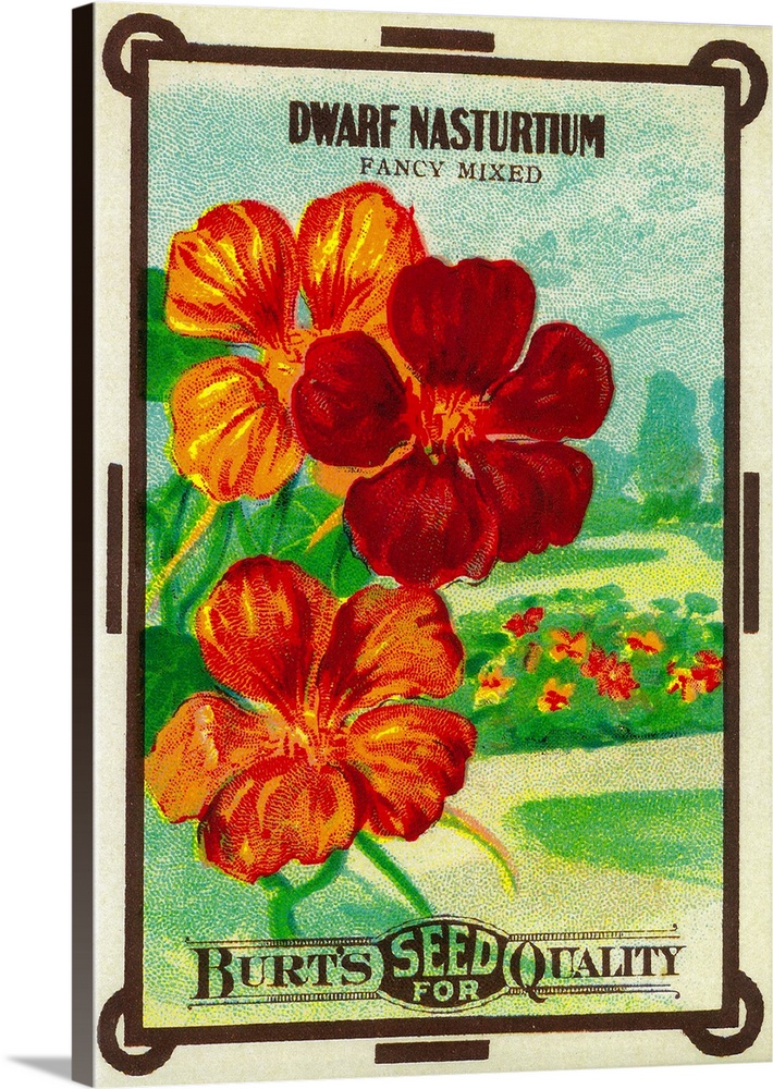 A vintage label from a seed packet for nasturtiums.