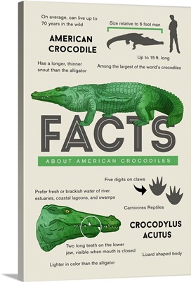 Facts About American Crocodiles