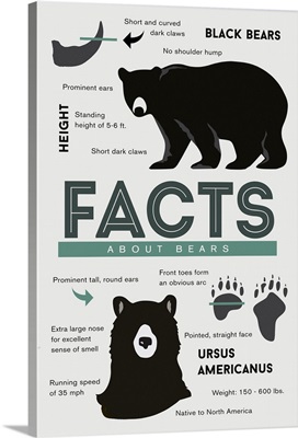 Facts About Black Bears