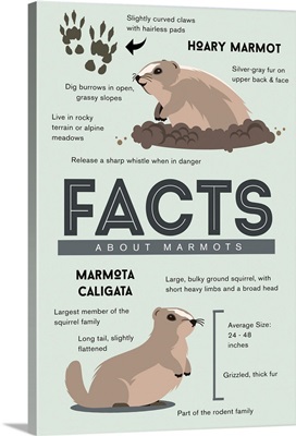 Facts About Hoary Marmots