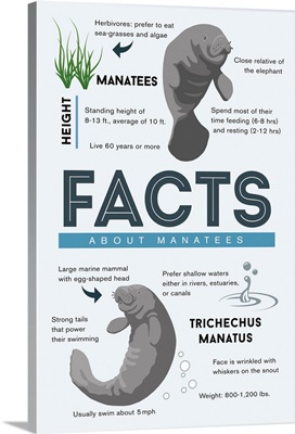 Facts About Manatees