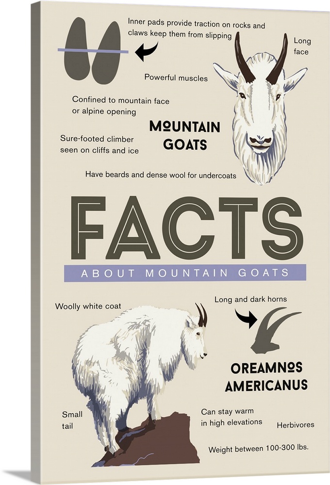 Facts About Mountain Goats