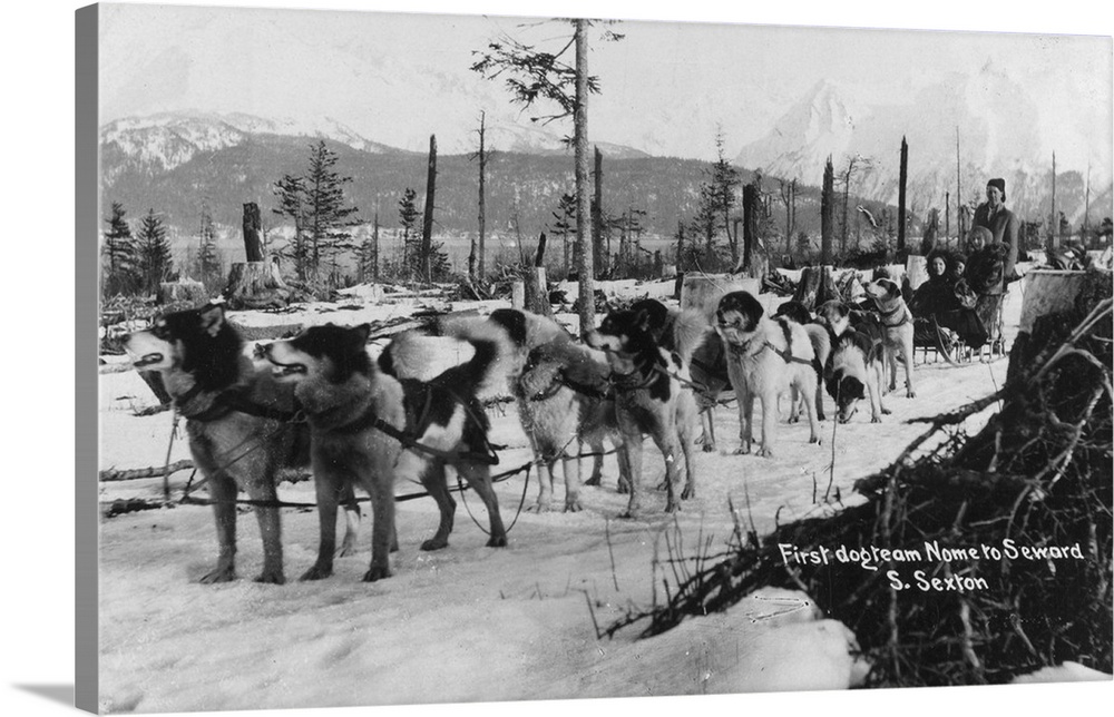 Vintage photograph of a record breaking sled dog team in Seward.