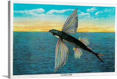 Flying Fish at Catalina Island, CA