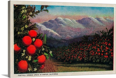 Foothill Orange Grove in the Winter, California State