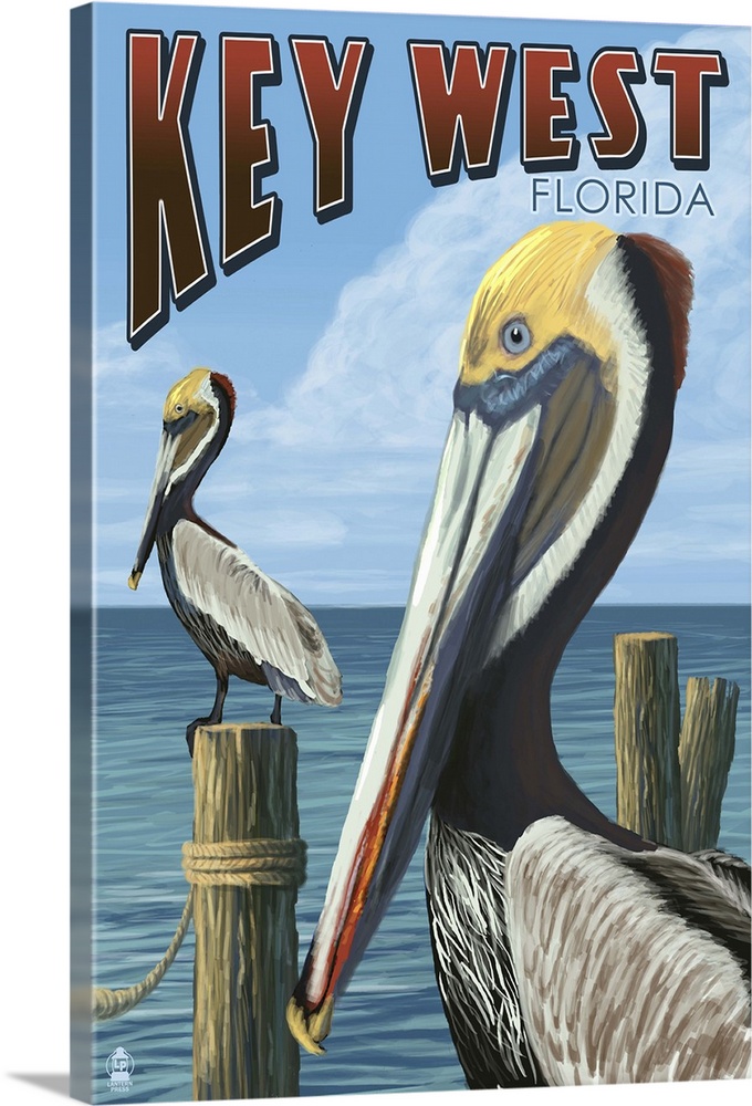 Key West, Florida, Brown Pelican