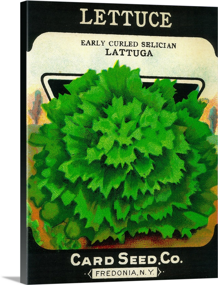 A vintage label from a seed packet for lettuce.