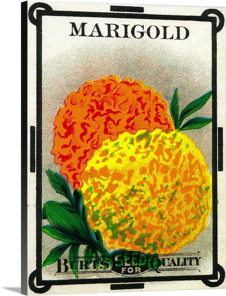 A vintage label from a seed packet for marigolds.