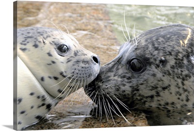 Mother and Baby Seal