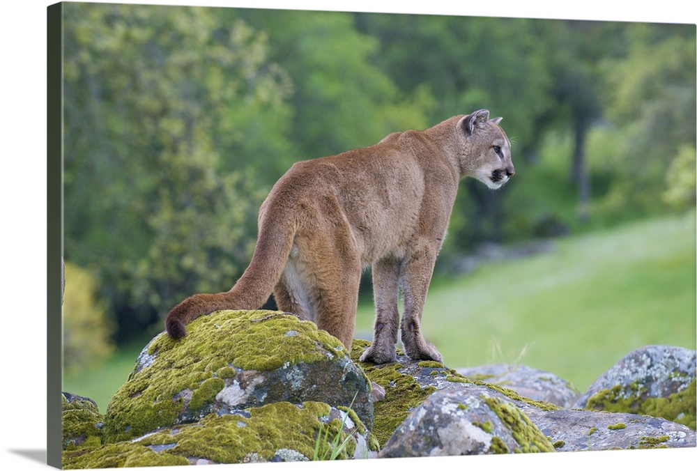 An image of a beautiful mountain lion waiting on the top of rocks.