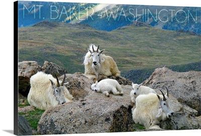 Mt. Baker, Washington, Mountain Goat Family