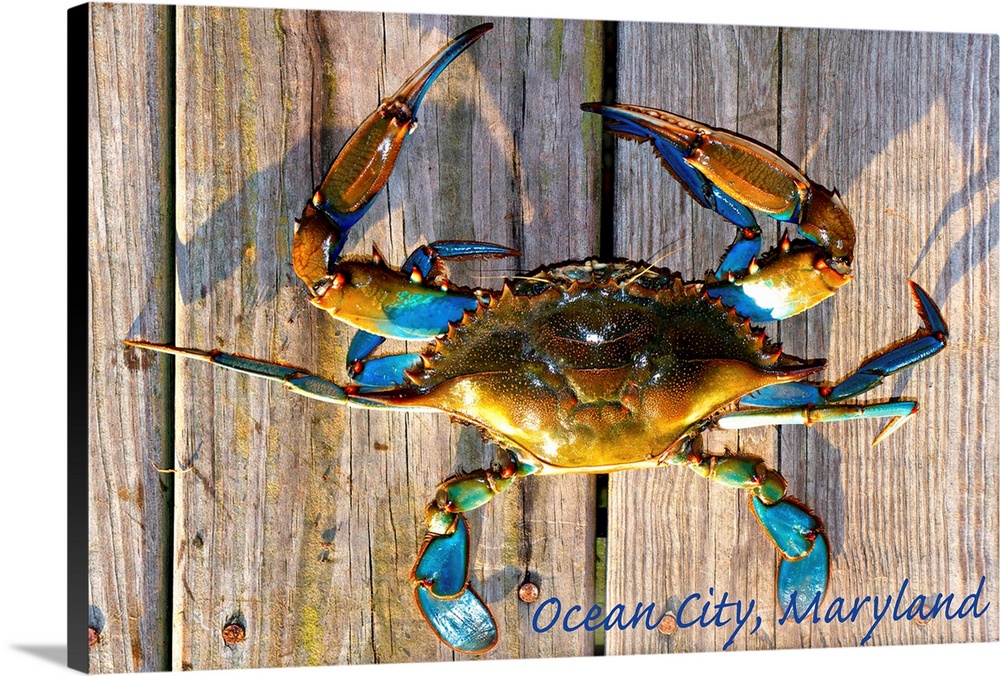 Ocean City, Maryland, Blue Crab on Dock