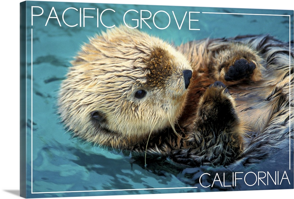Pacific Grove, California, Sea Otter