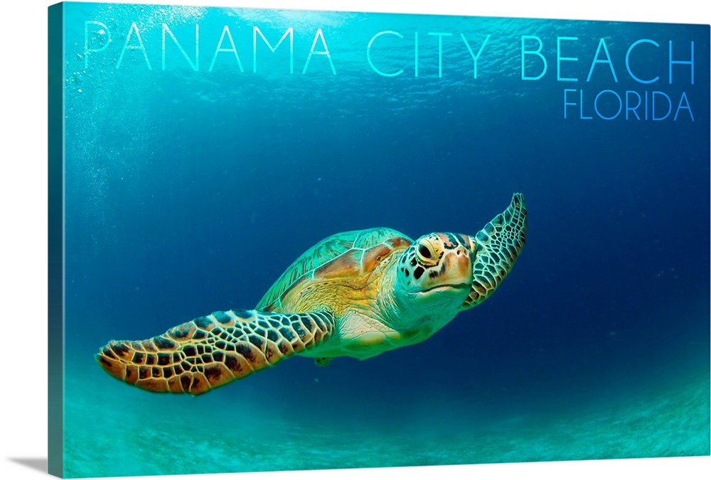 Panama City Beach, Florida, Sea Turtle