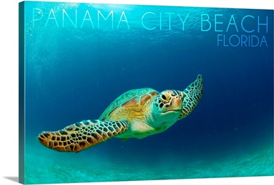 Panama City Beach, Florida, Sea Turtle