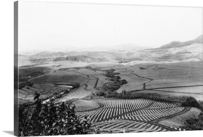 Pineapple Fields in Hawaii